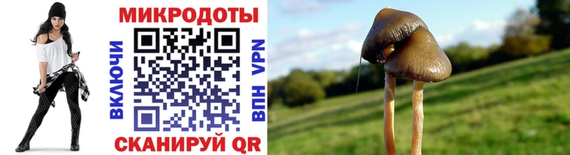 Галлюциногенные грибы Psilocybe  купить   Фрязино 